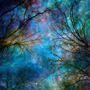 _Winter trees. Reaching for the stars. Source Internet