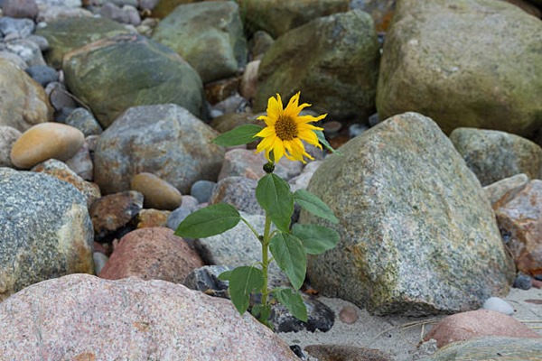 Sometimes the sun shines in unexpected places. This brave sunflower grew up between the stones on the beach.