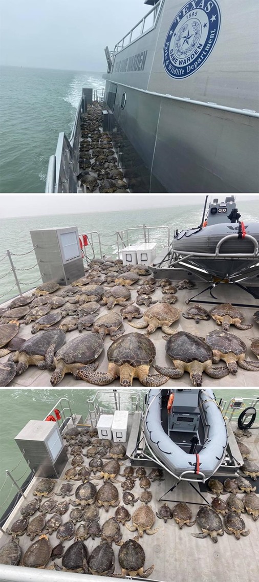 15.Texas Game Wardens tại  Cameron cứu 141 rùa trên biển