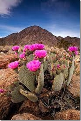 Desert Cactus Flowers in Arizona (1)